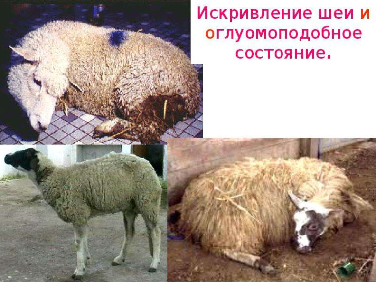 ВЕТЕРИНАРНЫЙ ВРАЧ РАЗЪЯСНЯЕТ листериоз: что это? и как не заболеть?. ВЕТЕРИНАРНЫЙ ВРАЧ РАЗЪЯСНЯЕТ листериоз: что это? и как не заболеть?.